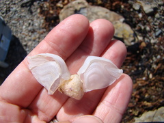 Dosima fascicularis