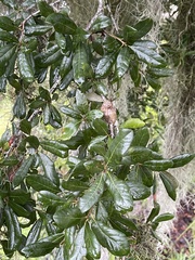 Quercus chapmanii