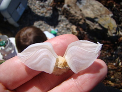 Dosima fascicularis