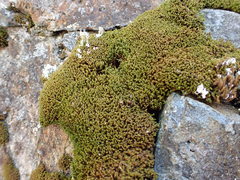 Grimmia torquata