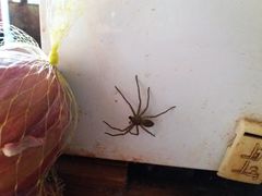 Heteropoda venatoria