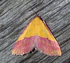 Phytometra rhodarialis