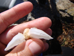 Dosima fascicularis