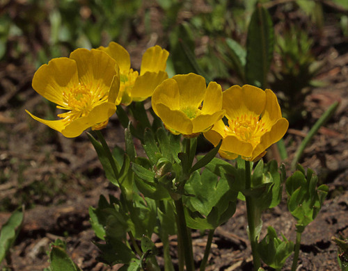 Ranunculus eschscholtzii var. suksdorfii