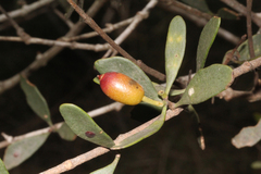 Lysiana maritima