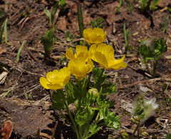Ranunculus eschscholtzii suksdorfii