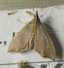 Sericoplaga externalis