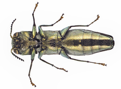 Agrilus angustulus