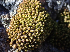 Plenogemma phyllantha