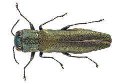 Agrilus angustulus