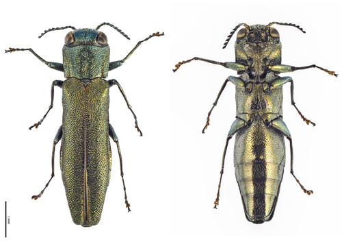 Representative image of Agrilus angustulus