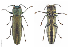 Agrilus angustulus