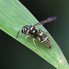Stenodyneriellus guttulatus