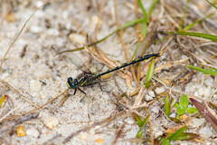Phanogomphus westfalli