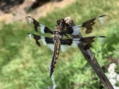 Libellula forensis