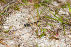 Phanogomphus westfalli