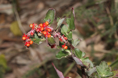 Chenopodium robertianum