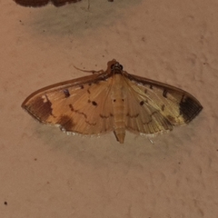 Eulepte concordalis