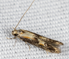 Blastodacna atra