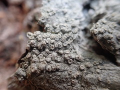 Pertusaria subambigens