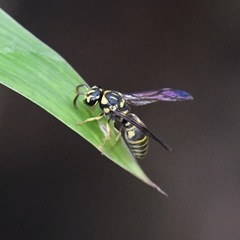 Stenodyneriellus guttulatus