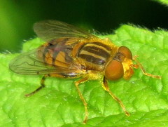 Parhelophilus laetus