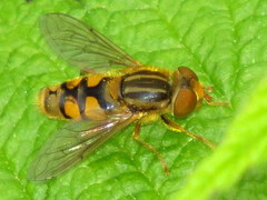 Parhelophilus laetus