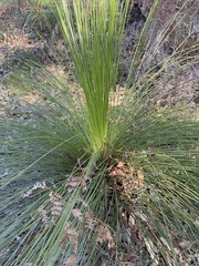 Xanthorrhoea media