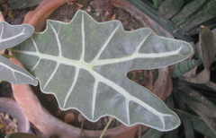Alocasia amazonica