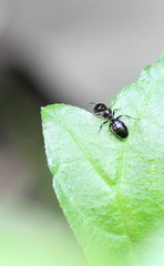Camponotus vitiosus