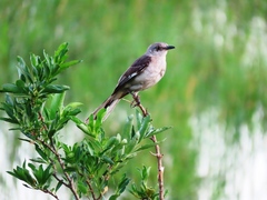 Mimus polyglottos