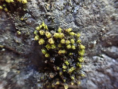 Plenogemma phyllantha