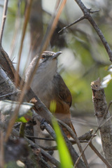 Cantorchilus modestus