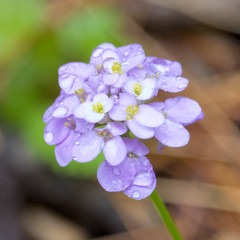 Iberis umbellata