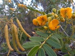 Senna multiglandulosa
