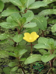 Ludwigia peploides glabrescens