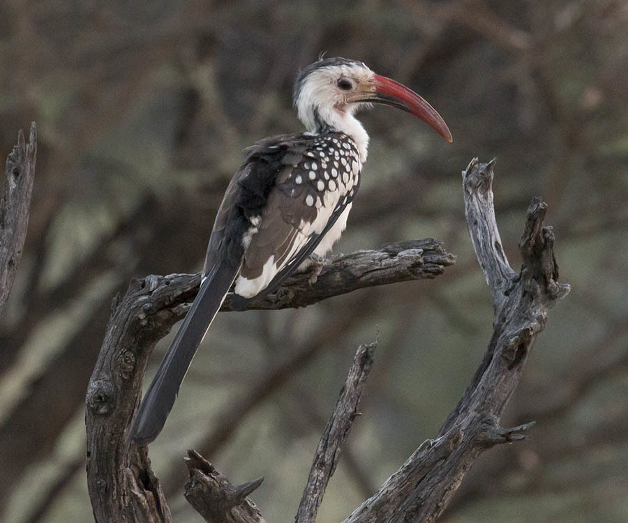 Damara Red-Billed Hornbill