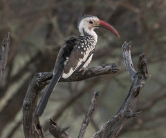 Tockus damarensis