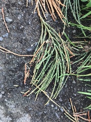 Sequoiadendron giganteum