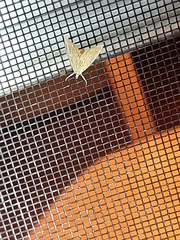 Glaphyria sesquistrialis