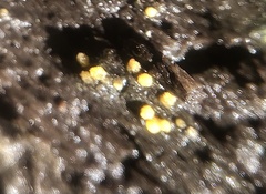 Bactridium ellisii
