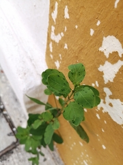 Porophyllum ruderale