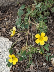Oxalis albicans