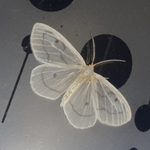 Leucula meganira