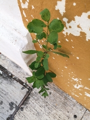 Porophyllum ruderale