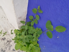 Porophyllum ruderale