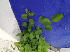 Porophyllum ruderale