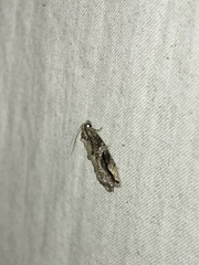 Proteoteras crescentana