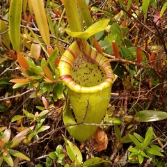 Nepenthes ovata
