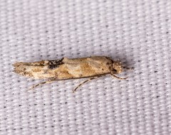 Mompha stellella